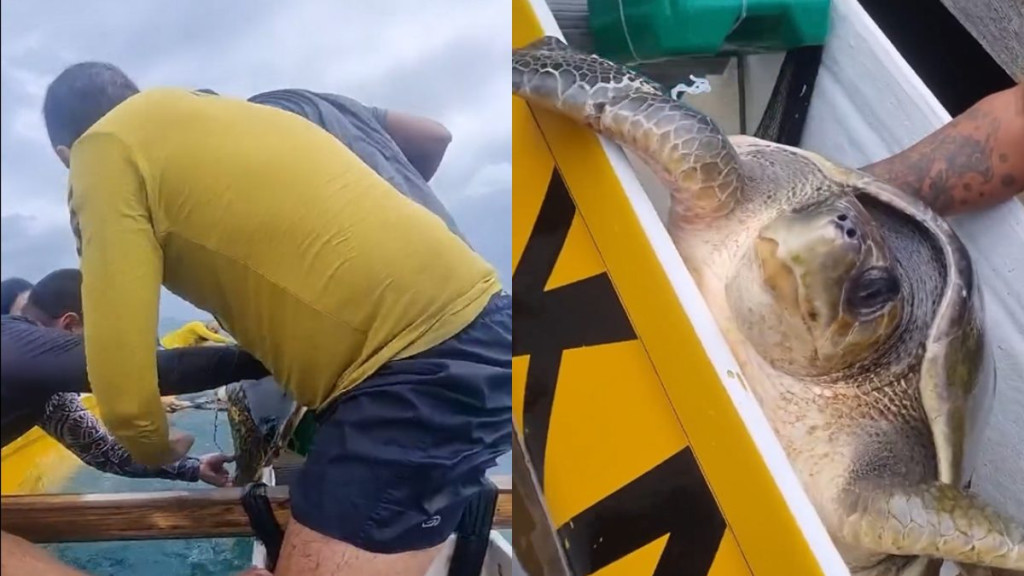 VÍDEO: Equipe de canoagem resgata tartaruga presa em rede de pesca