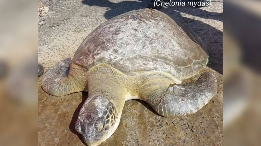 Tartaruga-verde de 24 anos é sacrificada após ingerir anzol em SC