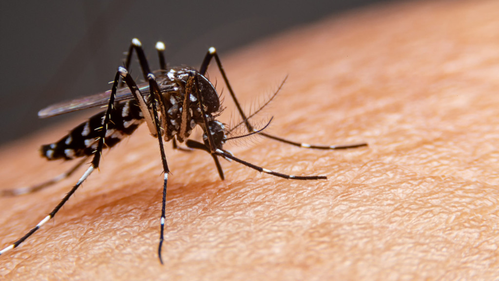 SC registra mais de 6 mil casos de dengue em apenas uma semana