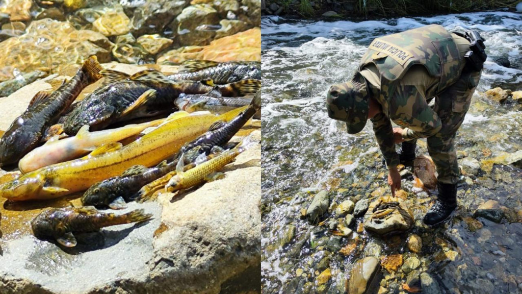 Peixes são encontrados mortos em rio após acidente na Serra Dona Francisca