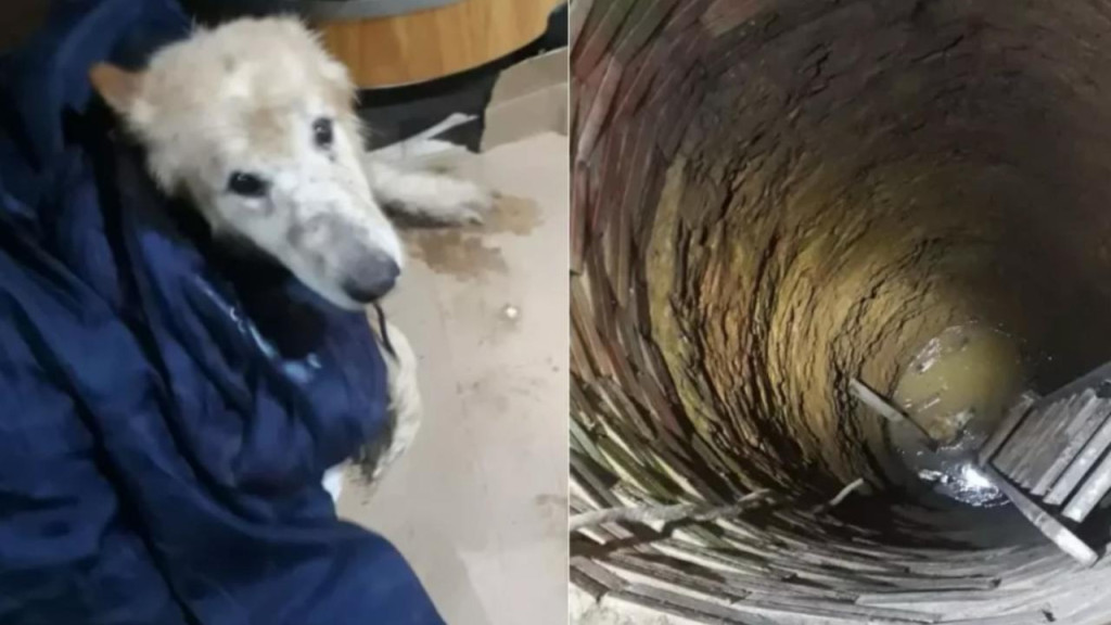 MILAGRE: Cachorro da raça Border Collie é resgatado após cair em poço de 7 metros em SC