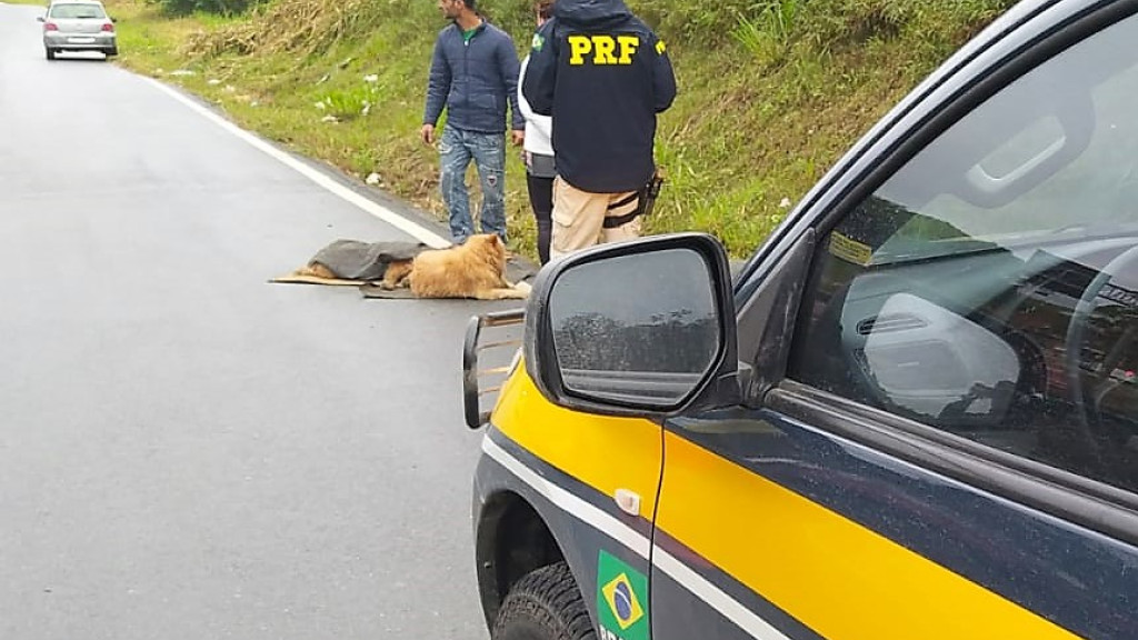 Cães atropelados são resgatados pela PRF em rodovia de SC