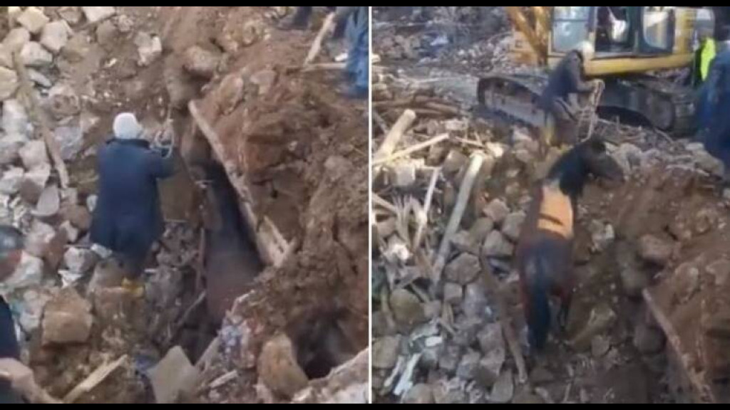 Cavalo é resgatado com vida após 21 dias do terremoto na Turquia
