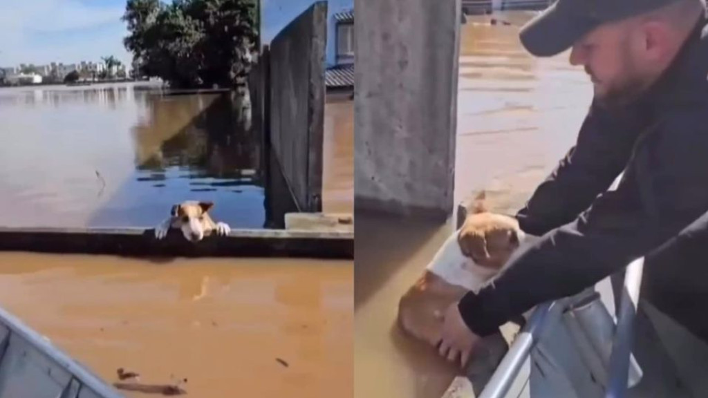 Cachorro com olhar triste é resgatado durante enchente no RS