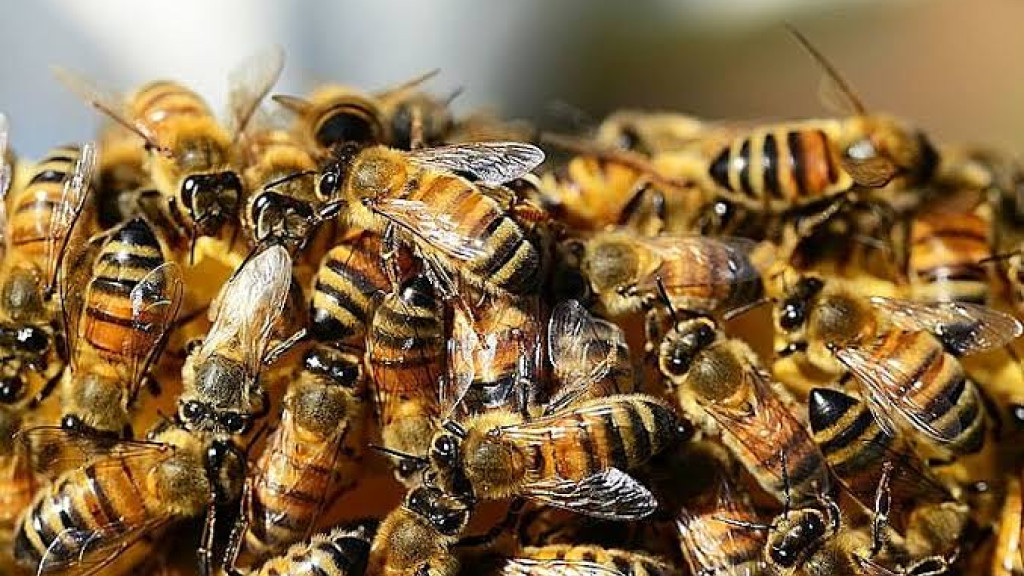 Idoso fica em estado grave após ataque de abelhas