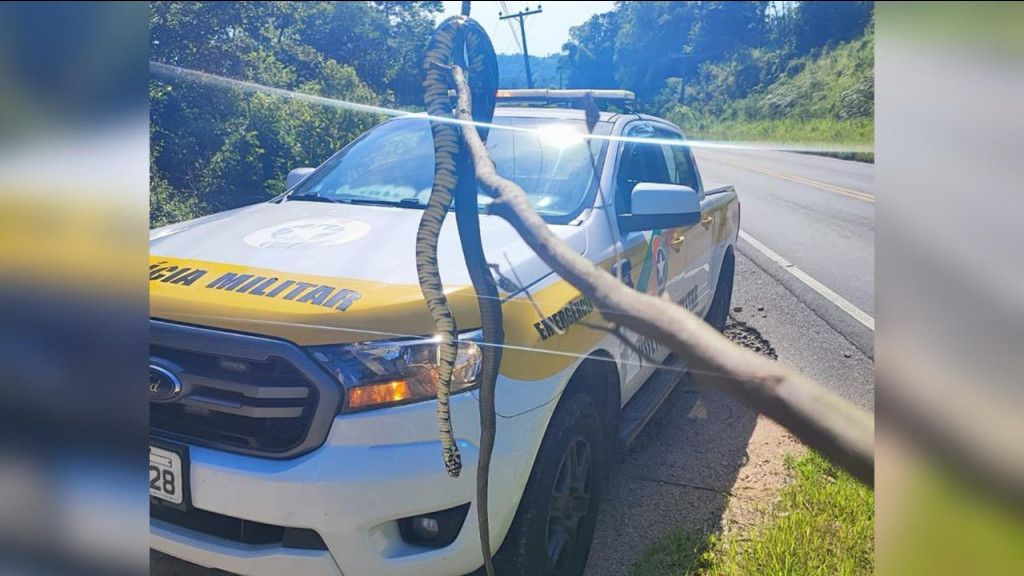 Cobra caninana de quase 2 metros é resgatada por policias