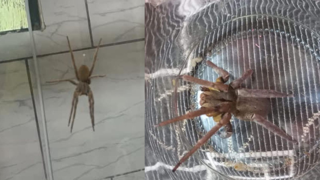 Aranha mais letal do mundo é encontrada em residência no interior de Santa Catarina