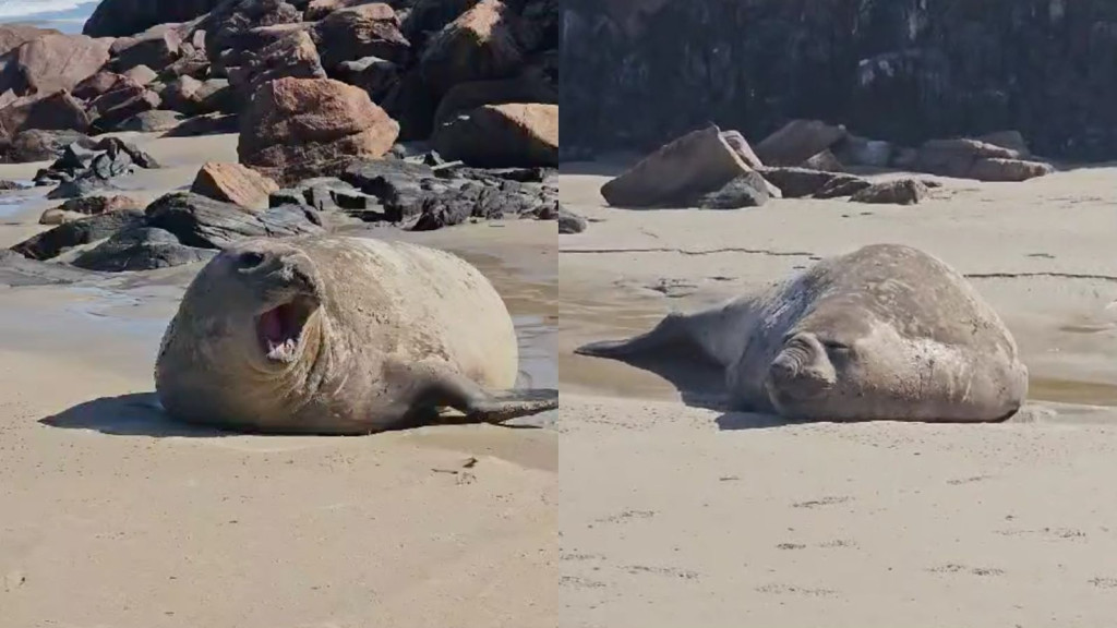 Elefante-marinho ‘faz pose’ para banhistas em praia de SC