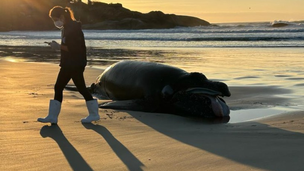 Filhote de baleia-franca é encontrado morto em praia de Florianópolis
