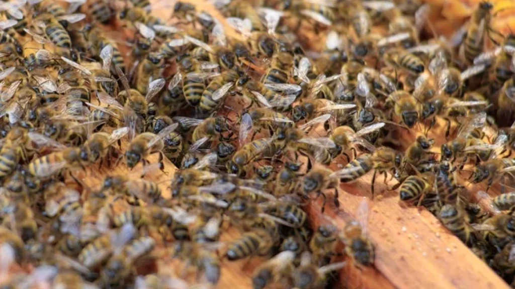 URGENTE: Enxame de abelhas invade hotel de Porto Belo