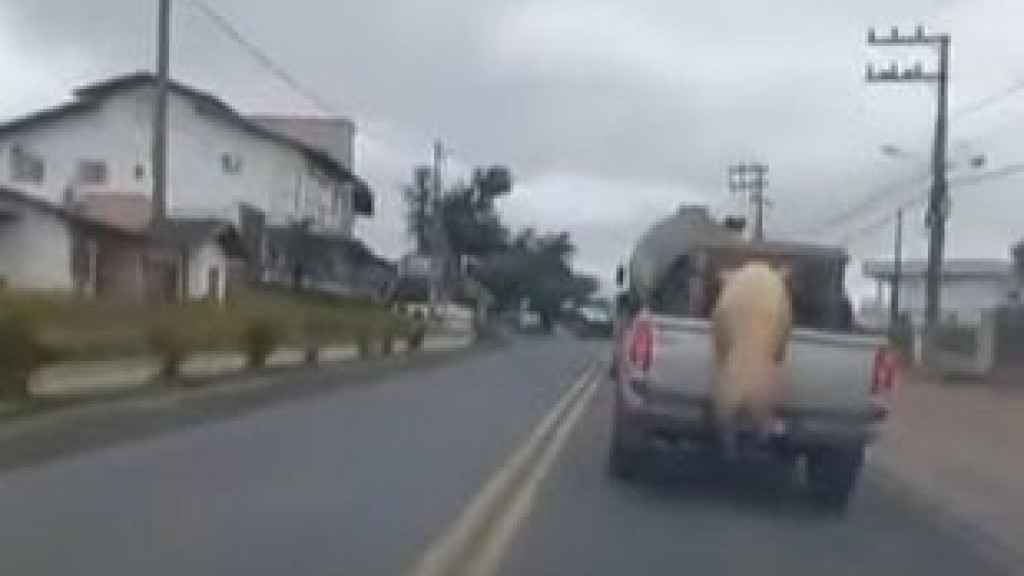 VÍDEO: Porco é flagrado pendurado em traseira de caminhonete