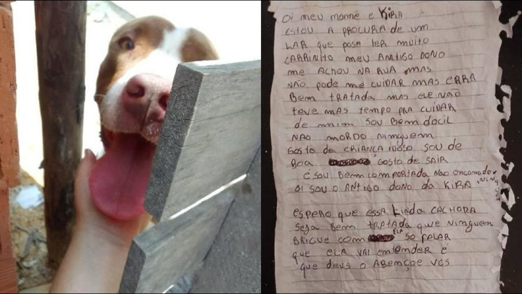 Cachorra é abandonada ao lado de carta em Tijucas