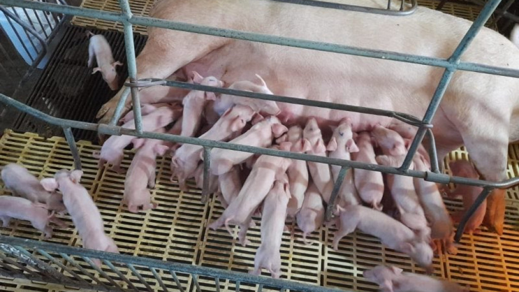 Porca dá à luz 41 leitões em um único parto em SC