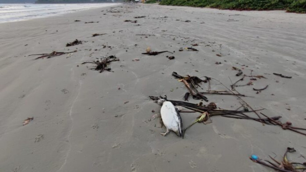 Pinguins são encontrados mortos na Praia do Perequê, em Porto Belo