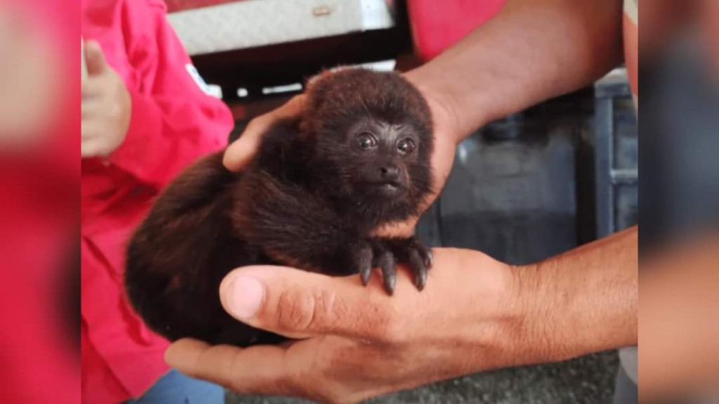 Filhote de macaco bugio é resgatado após mãe ser atropelada por carro