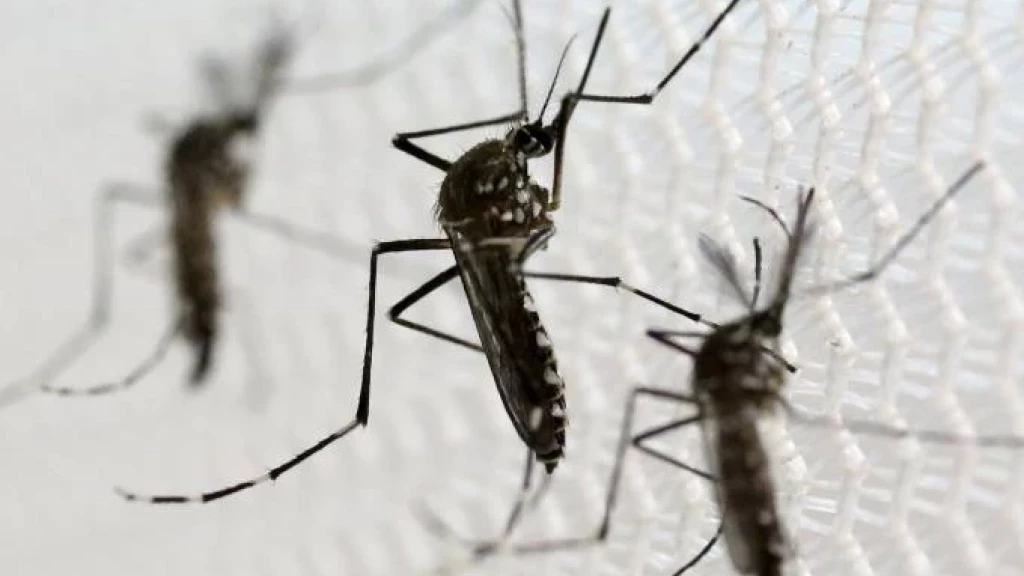 Tijucas tem aumento de 57% nos casos de dengue em apenas uma semana