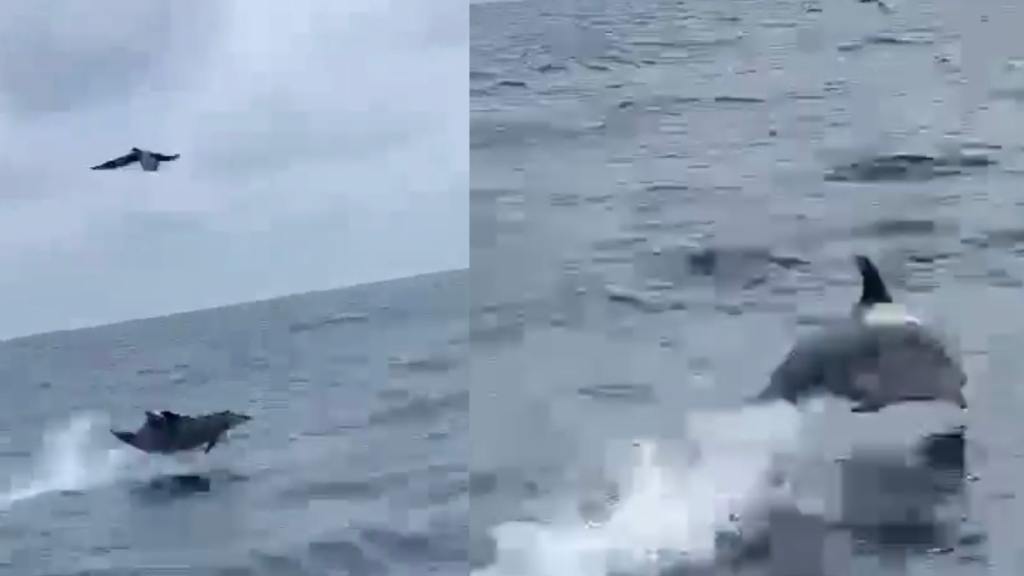 Golfinhos em Tijucas: visitantes ilustres são flagrados em alto mar