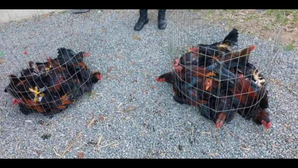 Operação policial desarticula rinha de galos ilegal; animais silvestres também foram apreendidos