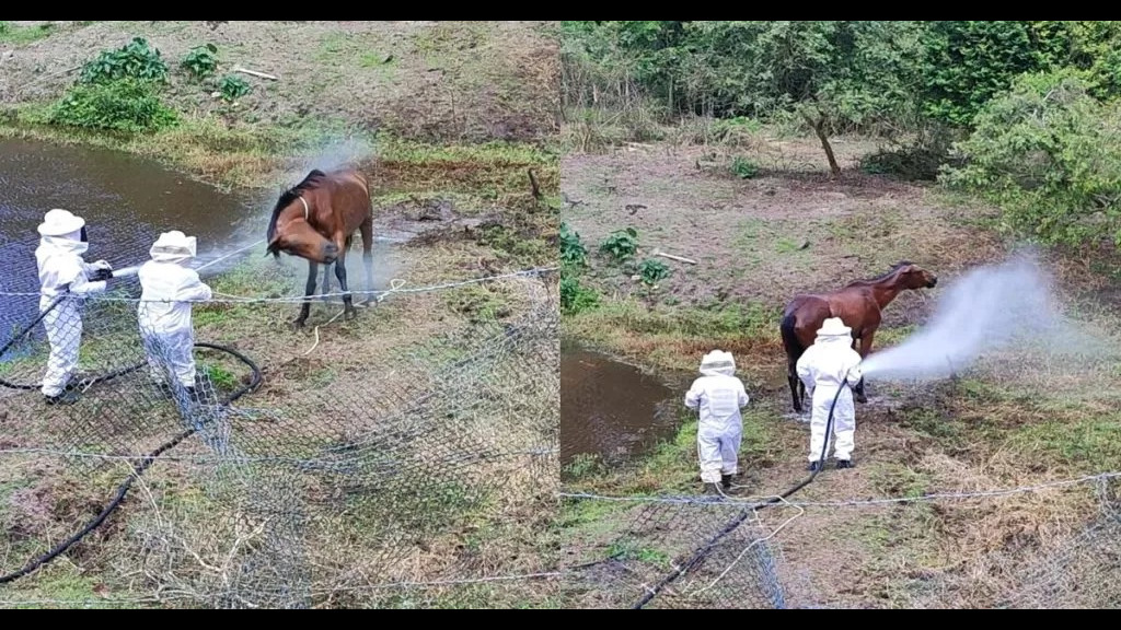 Égua é resgatada após ataque violento por enxame de abelhas em SC