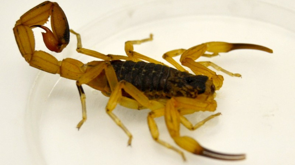 Menina de 8 anos é picada por escorpião-amarelo ao calçar tênis