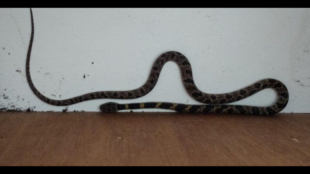 Cobra é encontrada por moradores em cozinha de residência