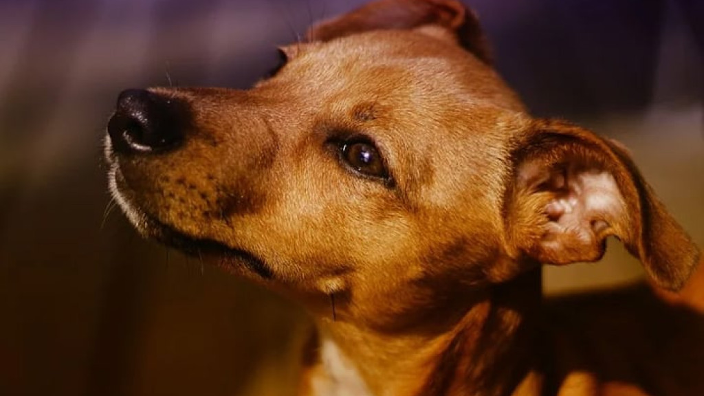 Mulher é indiciada por negligência após deixar cão morrer de fome em Palhoça