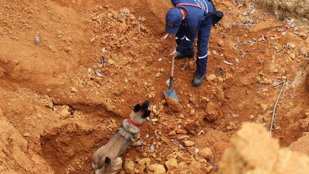 Cadela do Corpo de Bombeiros de SC treina para salvar vidas em resgates extremos