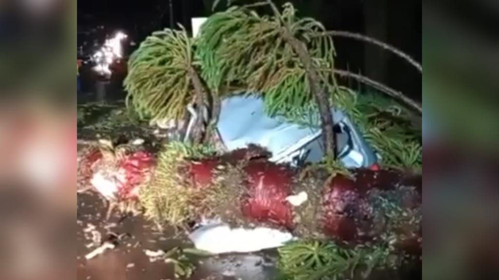 Árvore esmaga carro após cair durante tempestade em Santa Catarina