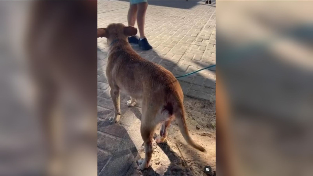 Moradora resgata cão com pedaço de madeira no ânus em Itapema, mas animal é solto