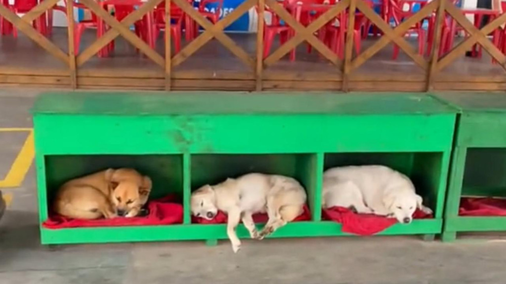 Frentistas de posto de gasolina fazem casinhas para abrigar cachorros em SC