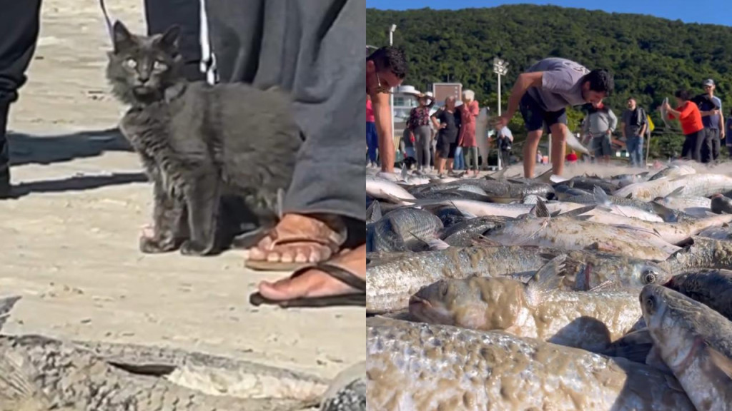 Gato na coleira? Catarinense leva bichano para assistir a pesca da tainha em praia de SC