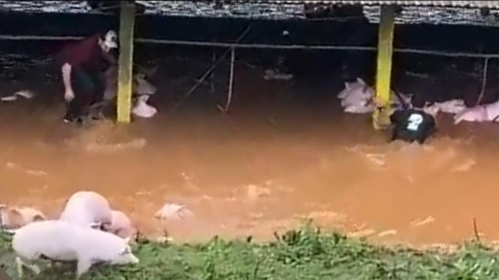 Chuva torrencial em SC mata porcos afogados