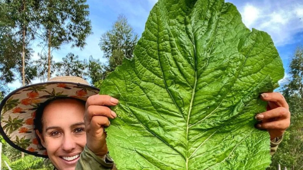 Folha gigante de mostarda é colhida por moradora de Balneário Camboriú