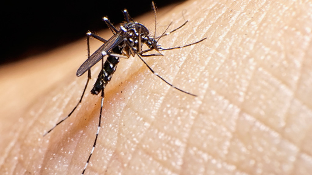 Porto Belo e Bombinhas estão com epidemia de dengue, segundo Dive