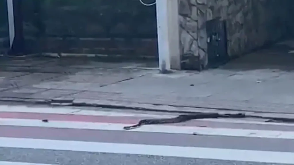 Cobra é vista na faixa de pedestre atravessando rua movimentada de Florianópolis