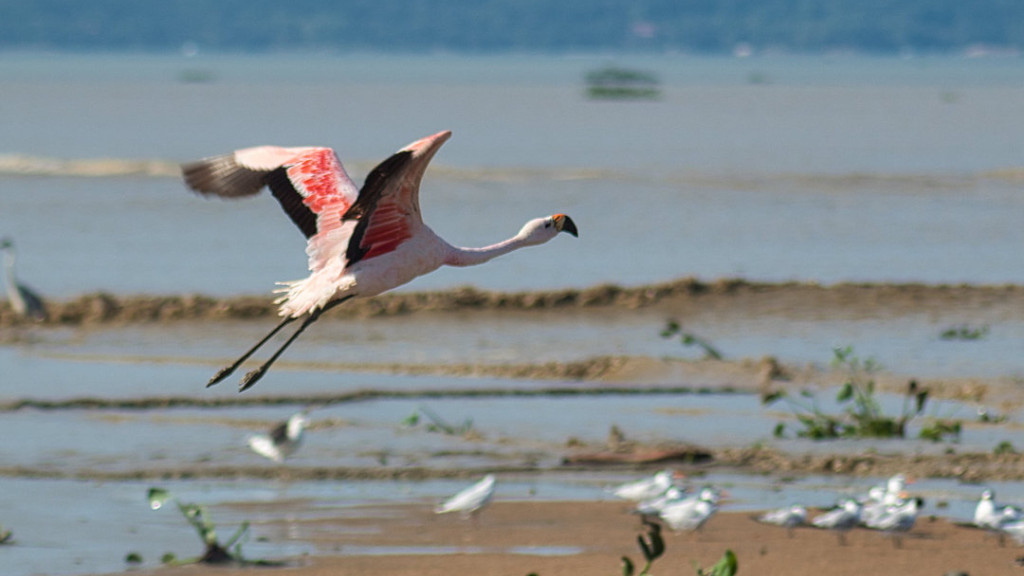 Praia de Tijucas é "trampolim" para aves migratórias