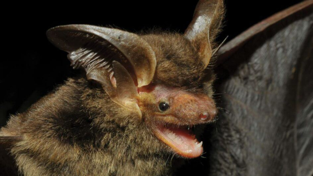 Morcego da espécie Histiotus alienus descoberto em SC reaparece após mais de 100 anos