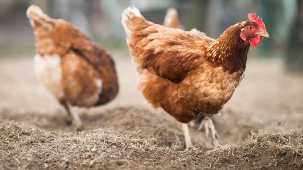 Cidade de SC tem 7 vezes mais galinhas do que gente