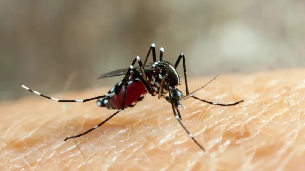 URGENTE: São João Batista confirma primeira morte por dengue
