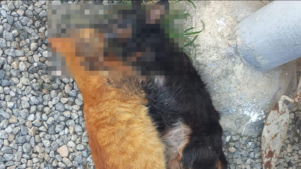 Animais são envenenados após ameaça de vizinho, em Itapema