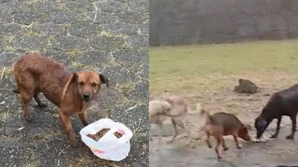 Cães abandonados enfrentam fome e sofrimento em Florianópolis