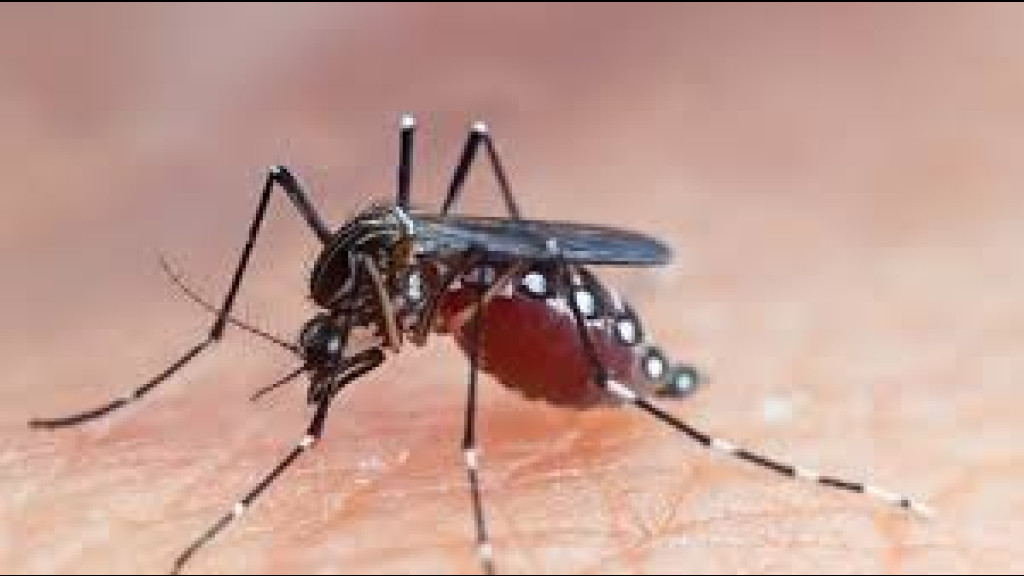 ALERTA: Mulher morre vítima de dengue em Itajaí