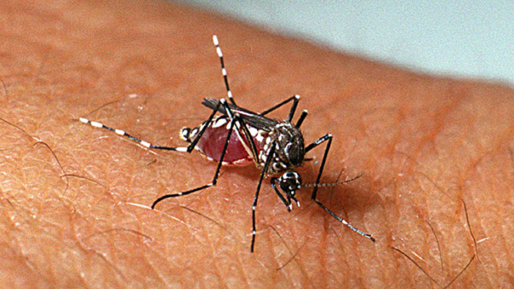 Autoridades alertam para possível surto de dengue em Santa Catarina