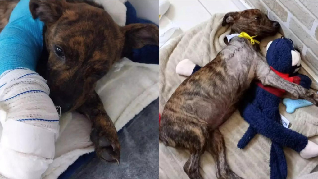 Cachorro é abandonado após atropelamento e tem pata amputada, em Palhoça