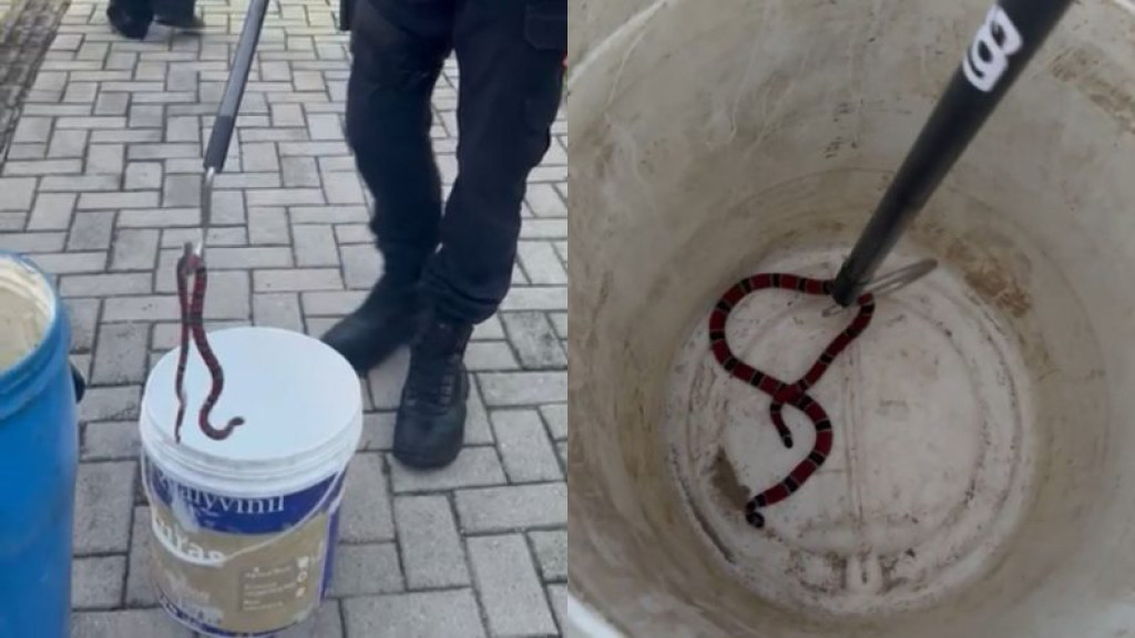 Cobra coral venenosa é encontrada dentro de balde em condomínio