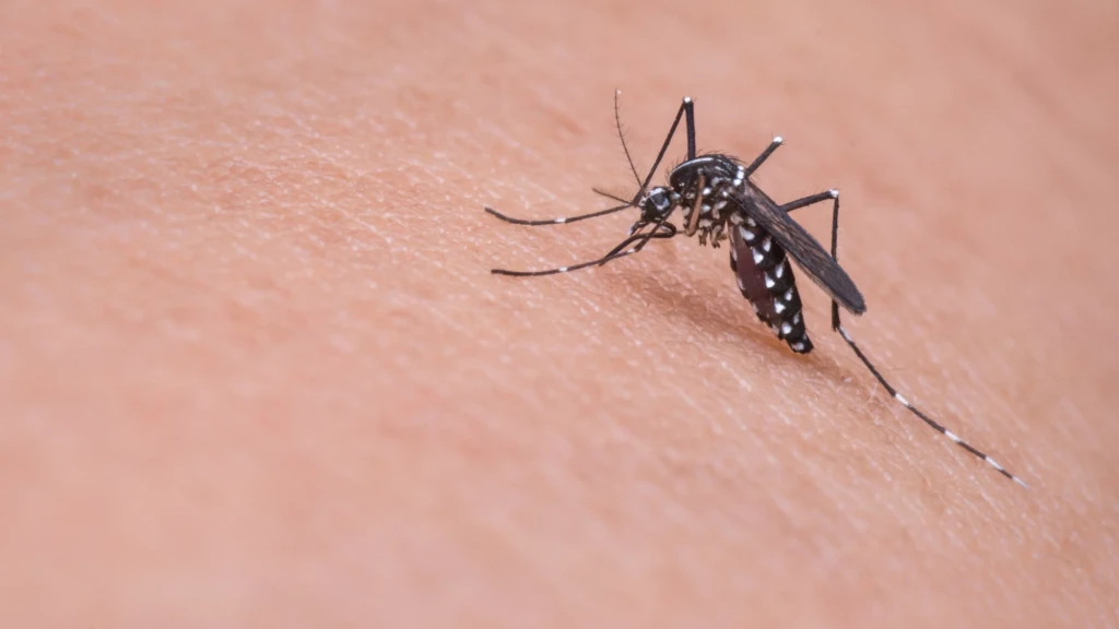 Santa Catarina recebe R$ 1 milhão do Ministério da Saúde para intensificar combate à dengue