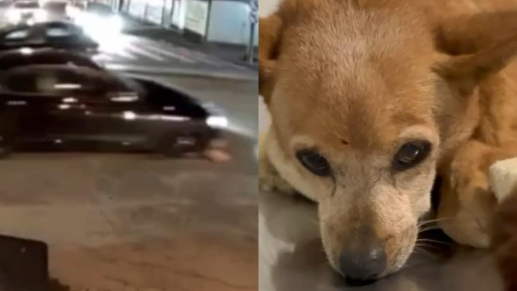 VÍDEO: Cachorrinha morre após ser atropelada duas vezes por veículo, em Brusque