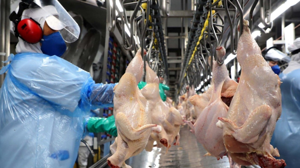 Brasil suspende exportações de carne de aves