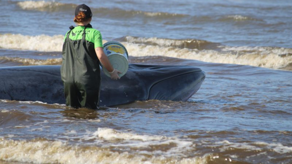 Morre baleia de sete metros encalhada em praia de SC