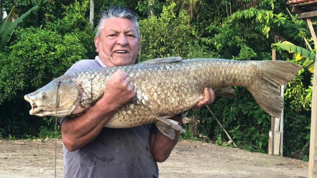 Pescador de Canelinha fisga carpa gigante de 27 quilos